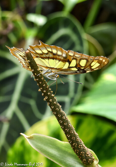 Siproeta Stelenes (2)