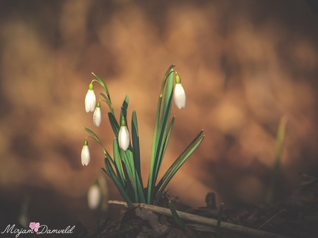 lente in twente