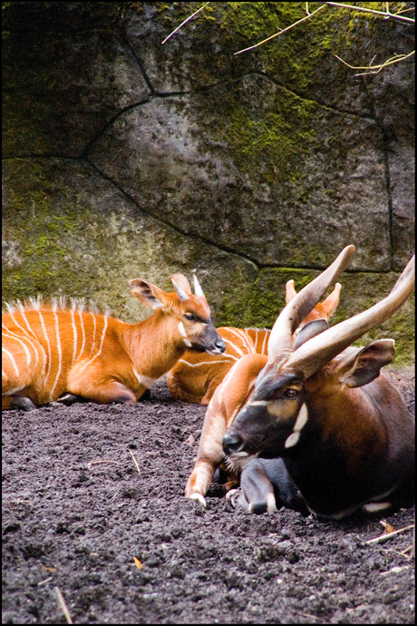 Burgers Zoo