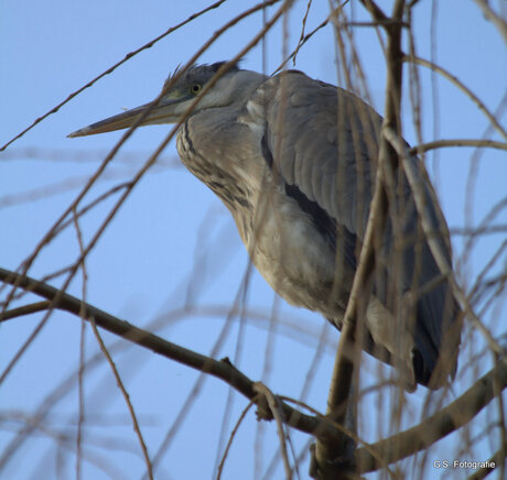 Spiedende Reiger