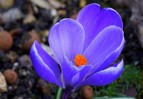 Crocus