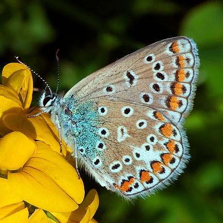 bruin blauwtje