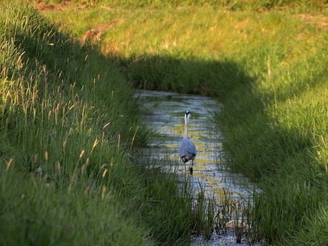 weg wezen