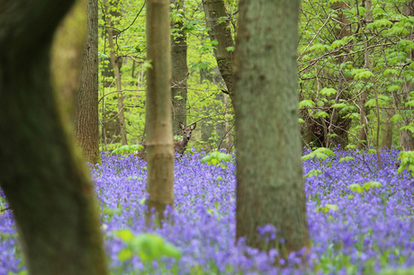 Hallerbos