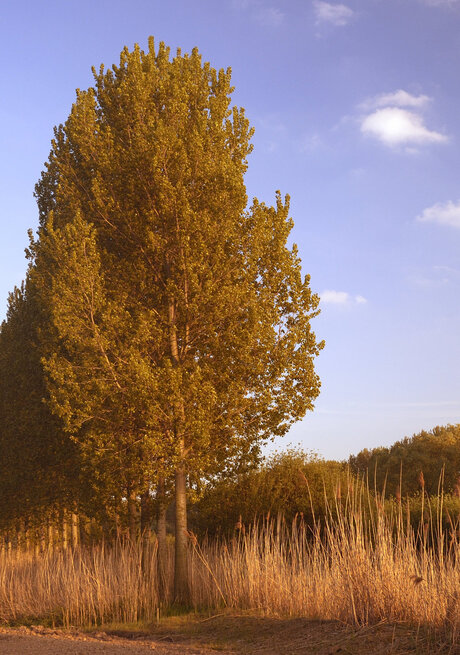 Bomenrij in de Ooijpolder