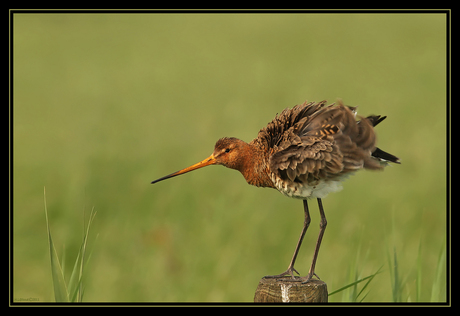 Grutto schud veren