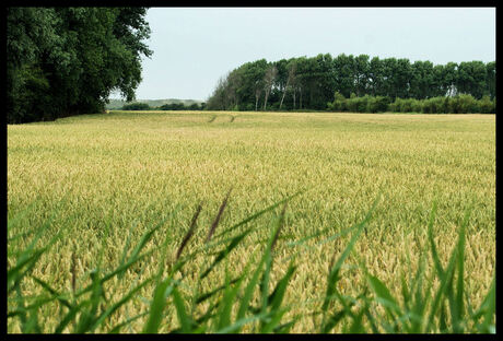 graanveld zeeland