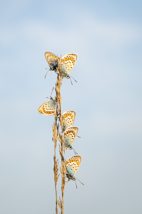 6 kleine heideblauwtjes die zaten op een rij, zaten op een rij