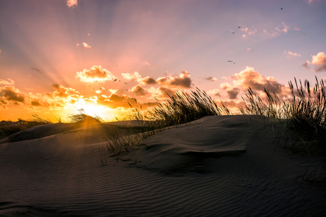 Scheveningen duinen