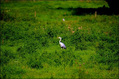 Reiger in weiland