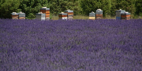 Lavendelplantage met bijenkorven in Ardeche