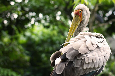 Natuur Indonesie