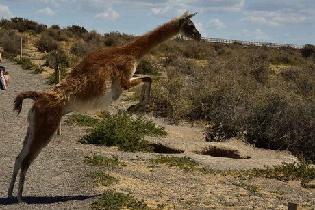 jump Guanaco