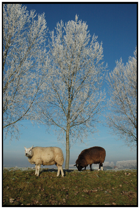 Schaapjes in de Biesbosch