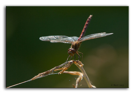 Steenrode Heidelibel (m)