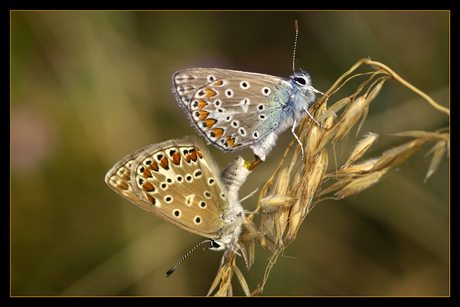 Icarusblauwtjes