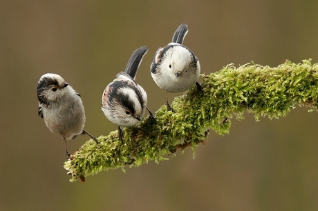 Familie staartmees