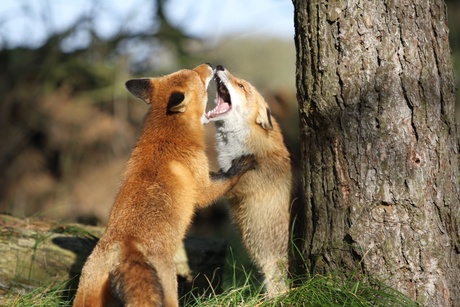 Fox fight