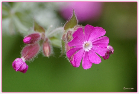 officieel is het onkruid.......