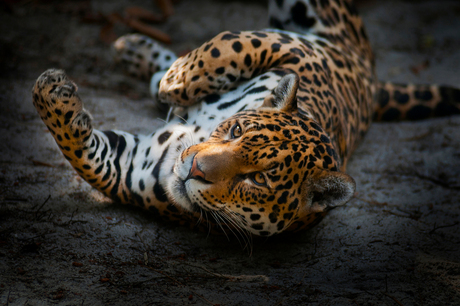 Jaguar