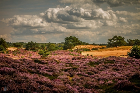 Heide Drents Friese wold