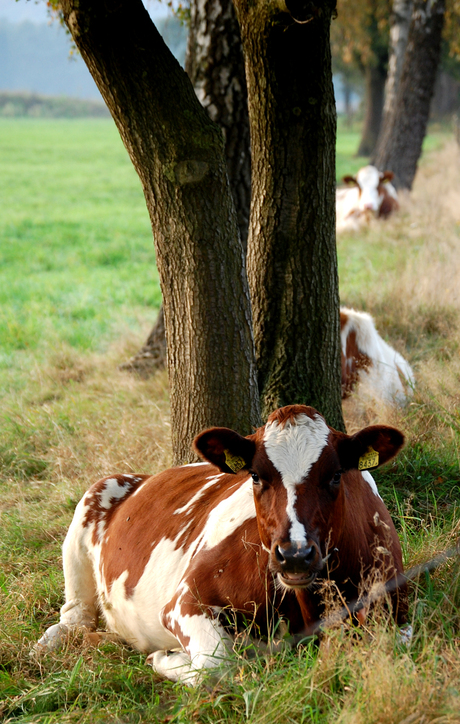 Koe bij boom