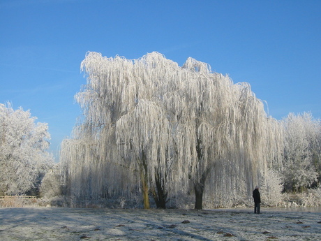 Winter in Zegersloot (4)