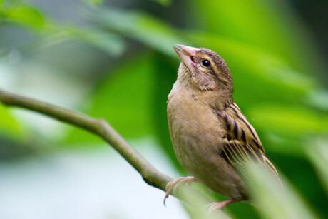 Vogeltje