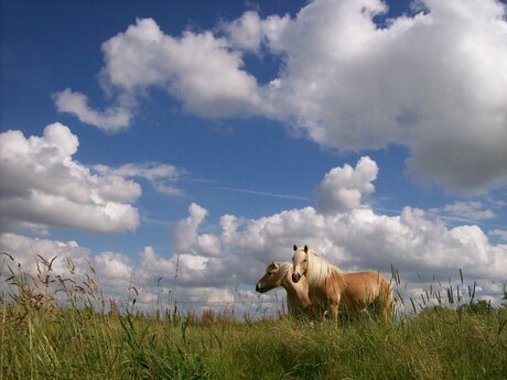 Paarden in Spijk