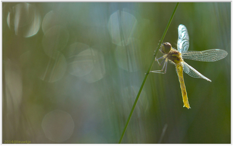 Heidelibel in ochtendlicht