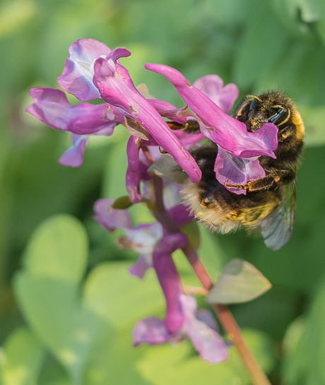 Hommel op Holwortel