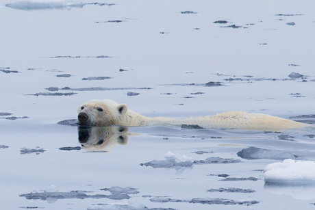 Polar bear