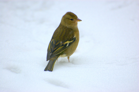 Vink in de sneeuw