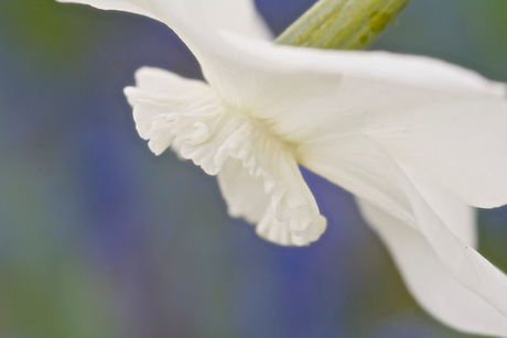 white beauty 1