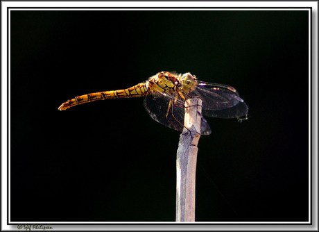 libelle op een stokje 2