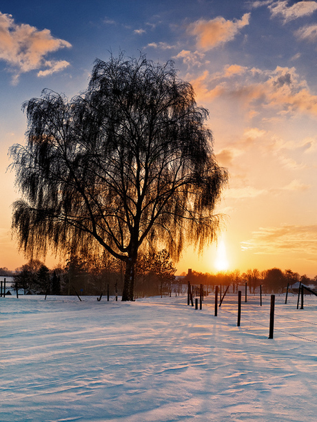 Sunset winter tree