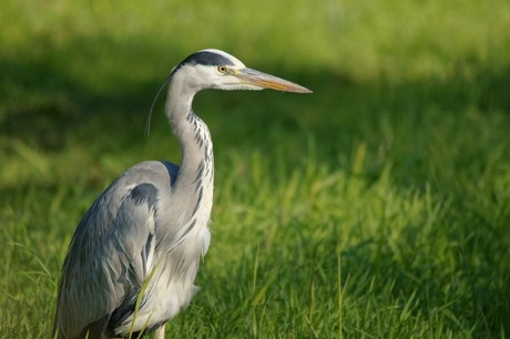 de blauwe reiger