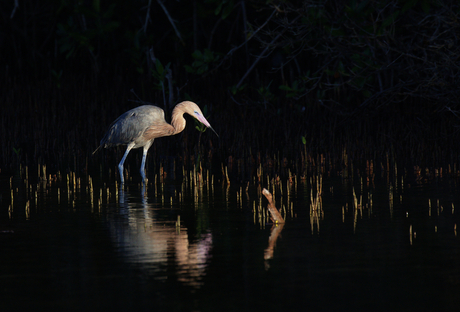 In het avondlicht....