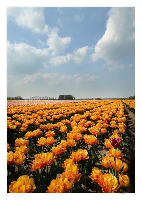 Tulpje eigenwijs