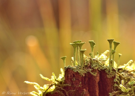 Trompetgeschal in het bos.