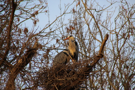 reigers in nest 2