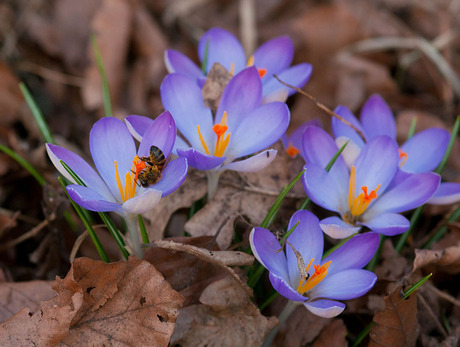 Krokus met bezoek