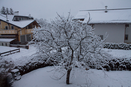 White tree.