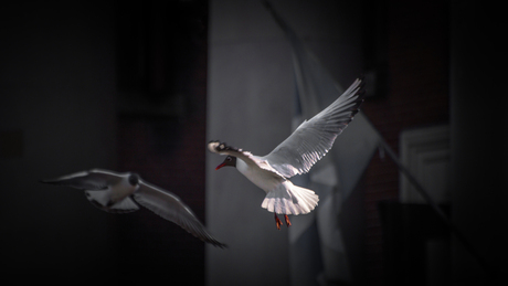 seagull flying in to the light