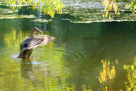 The flying duckman
