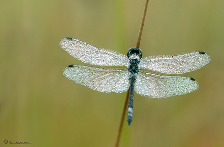 Zwarte heidelibel (sympetrum danae) ?