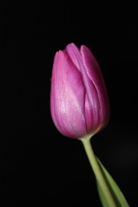 Roze tulp