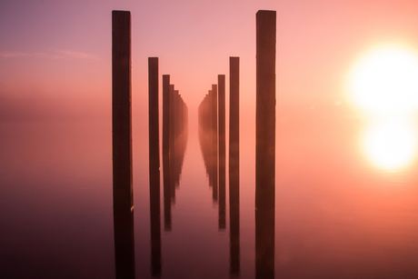 Magenta morning