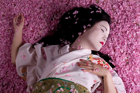 Geisha dreams