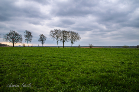 kale bomen